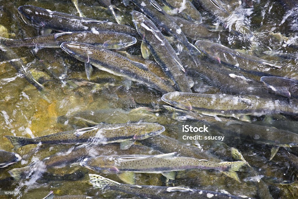 Salmão Coho desova, Ketchikan, Alasca - Foto de stock de Ketchikan royalty-free