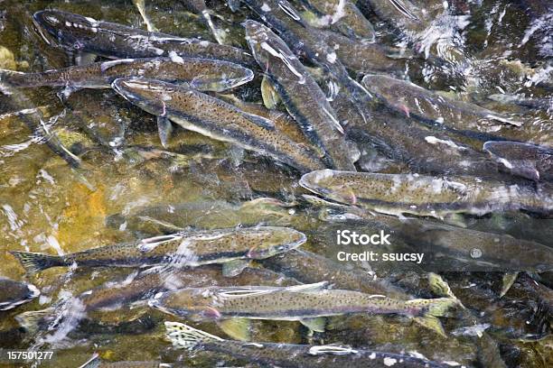 Foto de Salmão Coho Desova Ketchikan Alasca e mais fotos de stock de Ketchikan - Ketchikan, Riacho, Salmão Prateado