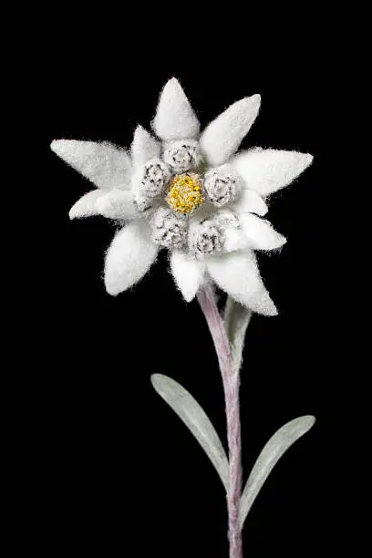 Edelweiss. 