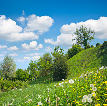 Close-up of wildflowers on a green spring summer meadow. Natural floral landscape field. Flower bloom on a country garden. blooming flowers in a park