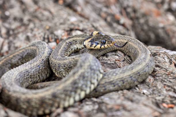 istock Grass snake (Natrix natrix), ringed snake in naural habitat 1575013136