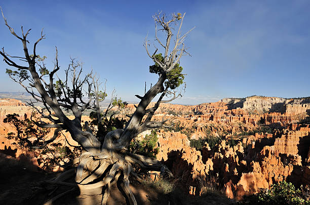 istock Last sunlight on a tree at the Bryce Canyon 157501333