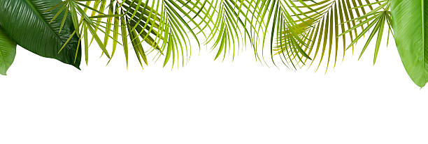 トロピカルな緑の葉のフレーム、コピースペース付き - green banana tree banana tree ストックフォトと画像
