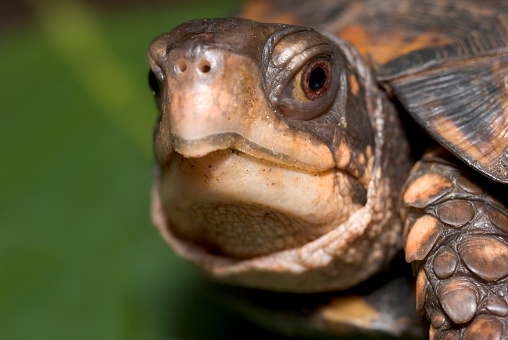 Shown here is an extreme close-up portrait of a box turtle peeking out of his shell.  Focus is precisely on the animal’s eye. Green copy space behind.