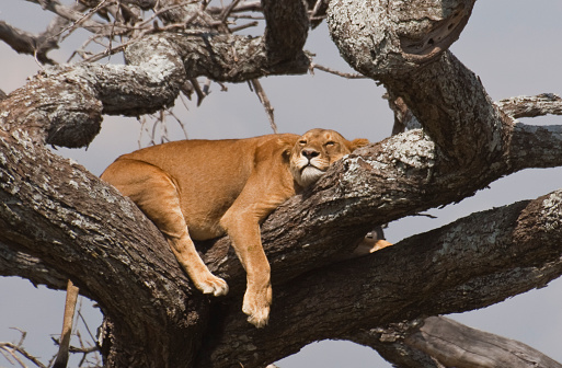 A lioness takes a nap in a tree in the Serengeti national park, Tanzania