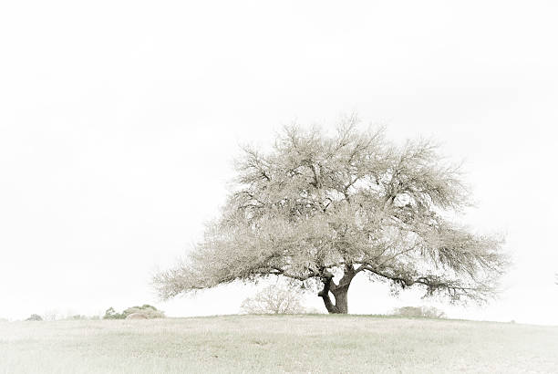Lonesome Oak Stately oak in pasture in Texas. Desaturated to create art image in subtle pastel gray/green. live oak tree stock pictures, royalty-free photos & images