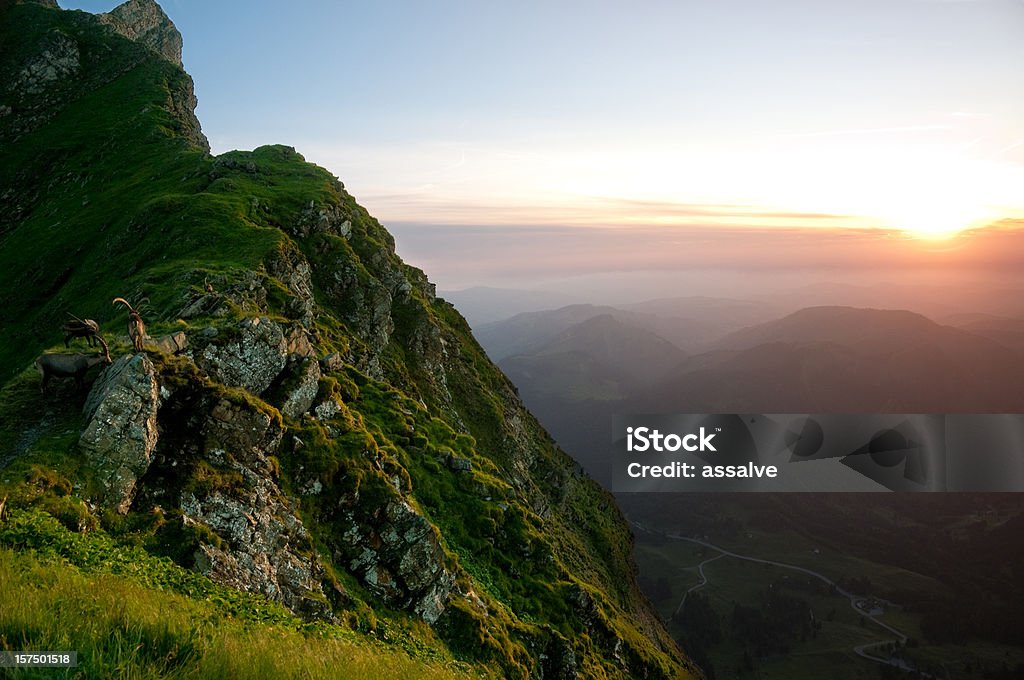 Capricornio y el atardecer - Foto de stock de Steenbok libre de derechos