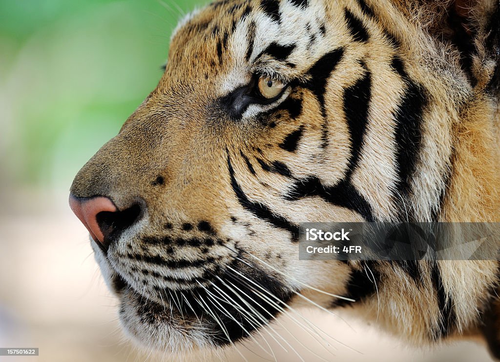 Portret w pełny wzrost Tygrys bengalski w Wildlife (XXXL - Zbiór zdjęć royalty-free (Tygrys)