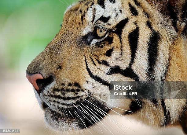 Portret W Pełny Wzrost Tygrys Bengalski W Wildlife Xxxl - zdjęcia stockowe i więcej obrazów Tygrys