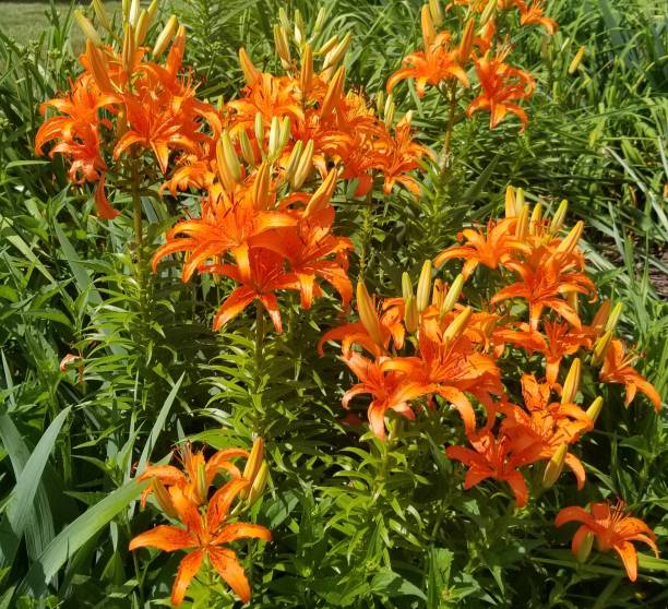 istock Cluster of beautiful tiger lilies! 1575017308