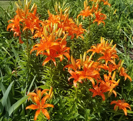 Bright orange cluster of beautiful tiger lilies!