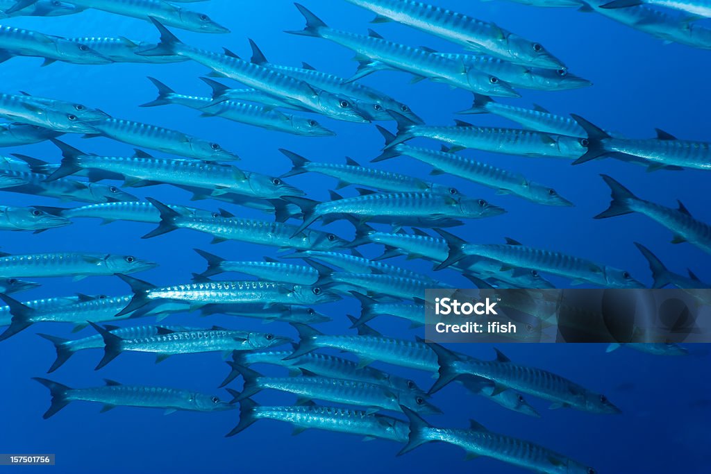 Ławica Blackfin Barracuda w duży niebieski ocean Indonezji - Zbiór zdjęć royalty-free (Azja Południowo-Wschodnia)