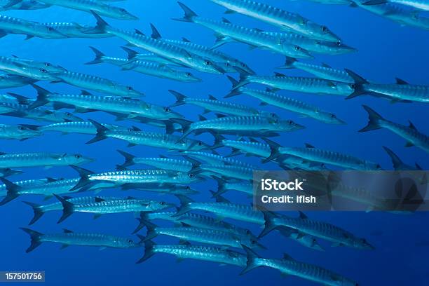 Foto de Escola De Sphyraena Genie Na Big Blue Indonésio Mar e mais fotos de stock de Animal selvagem