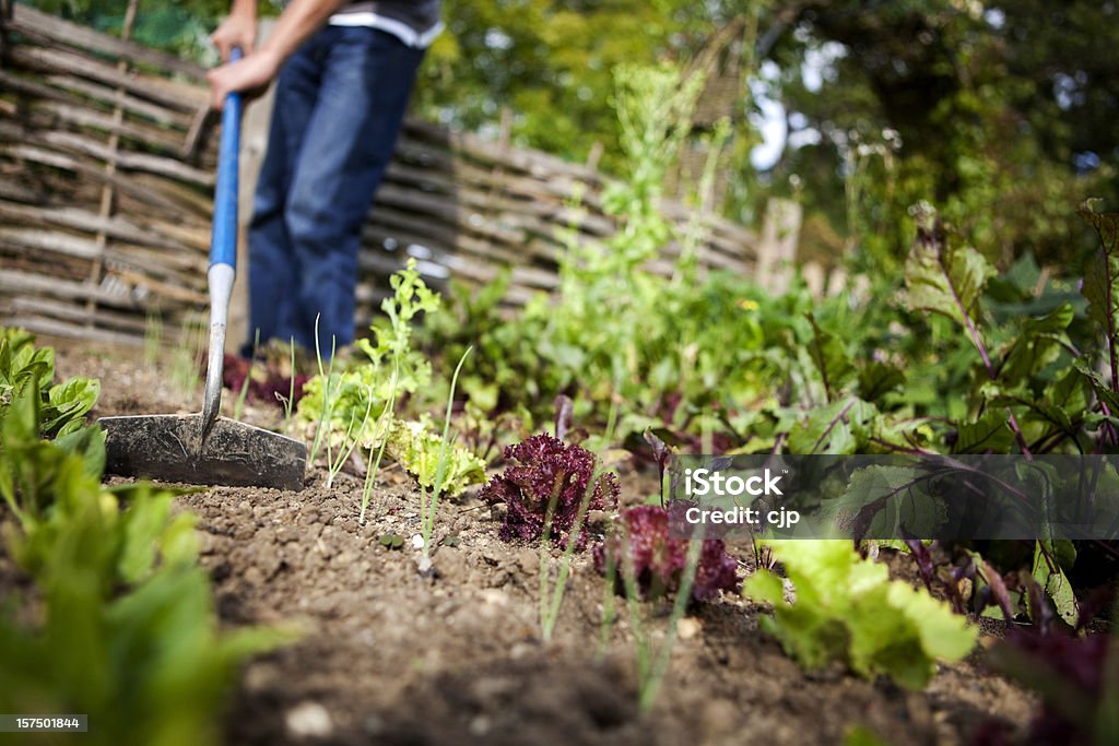 Homem com um enxadão na horta - Foto de stock de Enxada - Equipamento de jardinagem royalty-free