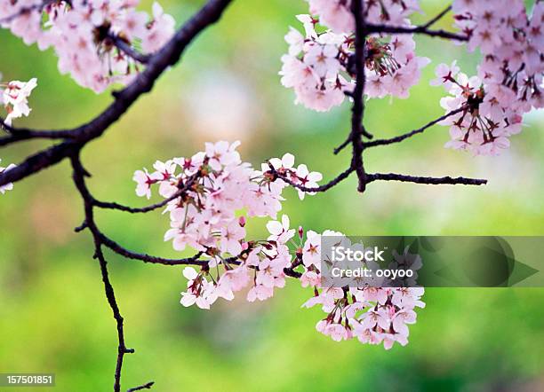 Kirschblüten - Fotografias de stock e mais imagens de Ao Ar Livre - Ao Ar Livre, Beleza natural, Branco