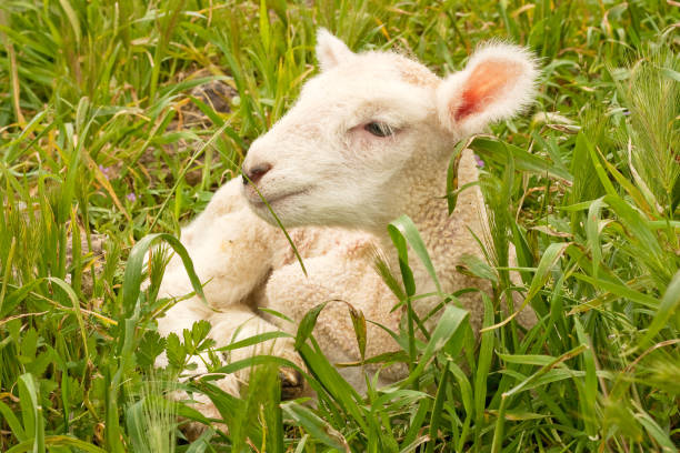 Lonely Lamb stock photo