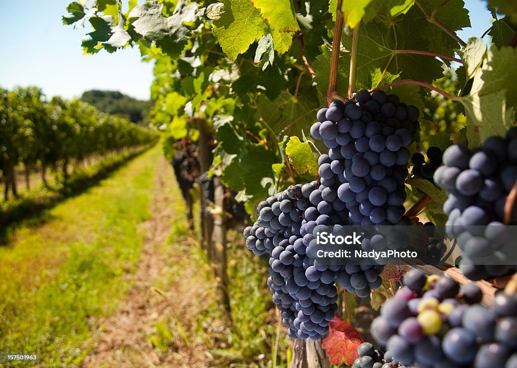 Uvas - Foto de stock de Enfoque en primer plano libre de derechos