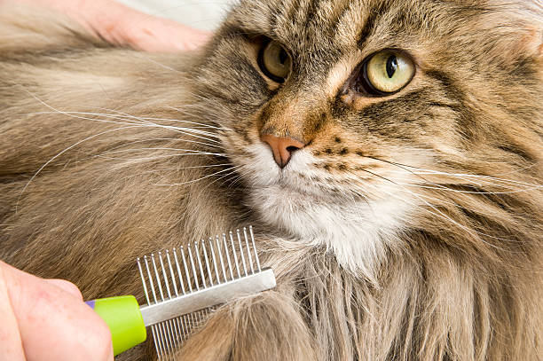 gato maine coon beleza e penteado ou escovado - tooth comb - fotografias e filmes do acervo