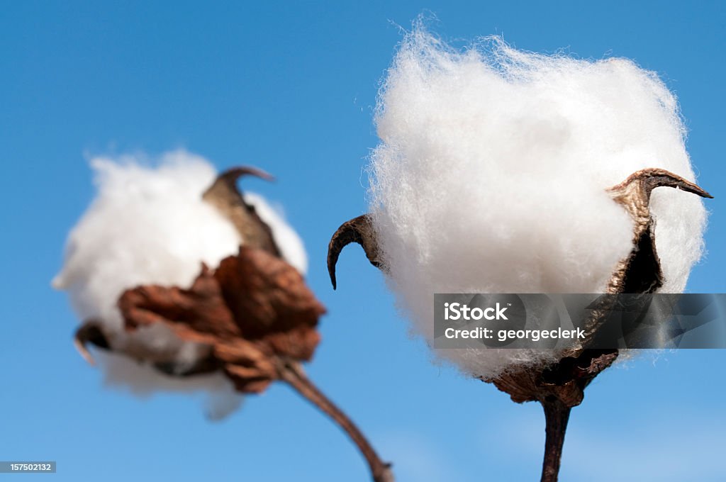 Macro de algodón cápsula de algodón - Foto de stock de Planta de algodón libre de derechos