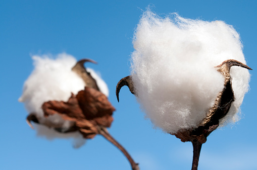 Close-up of two cotton bolls.