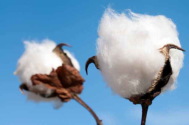 Cotton Boll Macro Close-up of two cotton bolls. cotton cotton ball fiber white stock pictures, royalty-free photos & images