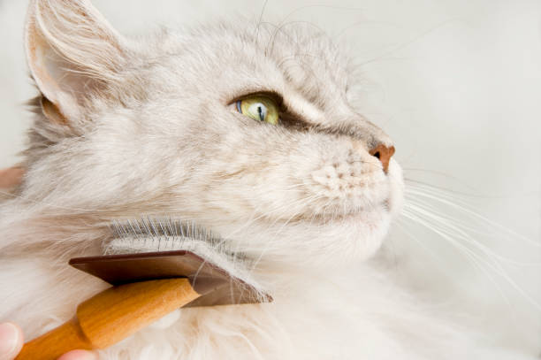 A Maine Coon Cat gets groomed.  Cloud of face as the brush moves under the cat's chin.  Cat looks happy and content.  Copy space right.