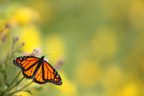 Monarch butterfly collecting wild flower pollen, garden or medow, spring sky. Botanical bloom or floral blossom of plants, orange insect wings in fresh summer herb grass. Field wildflowers pollination