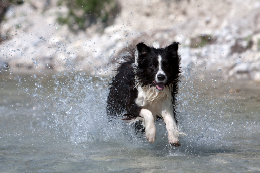 Running through the water, cute border collie enjoys in mountain river