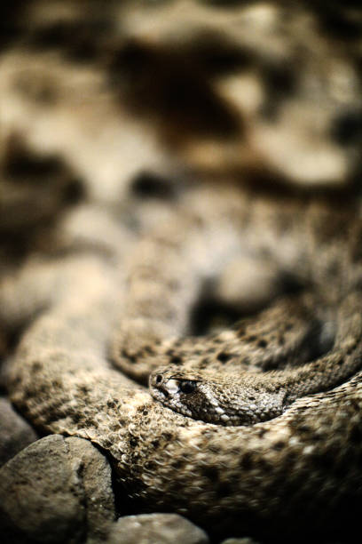 istock Western Diamondback Rattlesnake 157502395