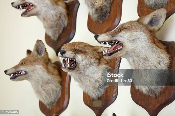 Fox Köpfe Auf Einem An Der Wand Montierten Stockfoto und mehr Bilder von Jagdtrophäe - Jagdtrophäe, Jagd, Wand