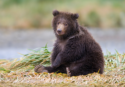 Two young brown bears in the forest. Animal in the nature habitat. Cub without mother