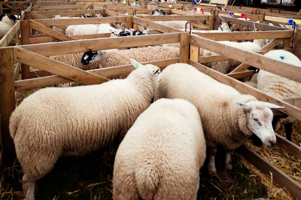 Prize winning sheep in pens at a rural agricultural show.