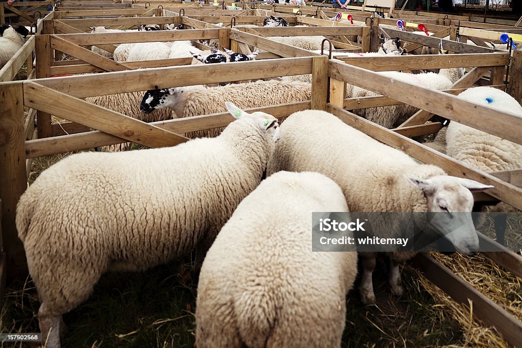 Agricultural Show - Sheep pens with rosettes Prize winning sheep in pens at a rural agricultural show. Traditional Festival Stock Photo