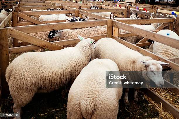 Agricultural Show Sheep Pens With Rosettes Stock Photo - Download Image Now - Traditional Festival, Agricultural Fair, Agriculture