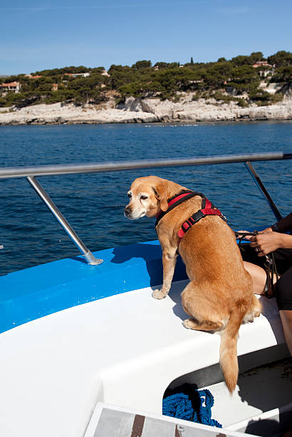 istock Boating Dog on Yacht 157502579