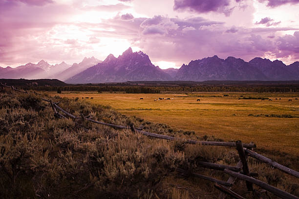 cavalli al pascolo al tramonto sulla tetons - fence hill mountain range mountain foto e immagini stock