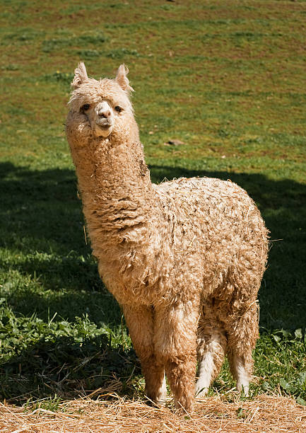 istock Young Huacaya Alpaca (Vicugna pacos) 157502977