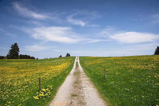 the path in meadow, springtime, bavaria - germany stock photo