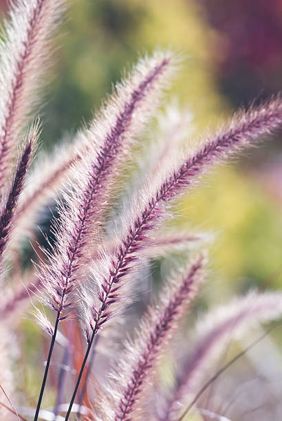 Fountain ornamental grass (Pennisetum setaceum 'Red Riding Hood') - III  pennisetum stock pictures, royalty-free photos & images