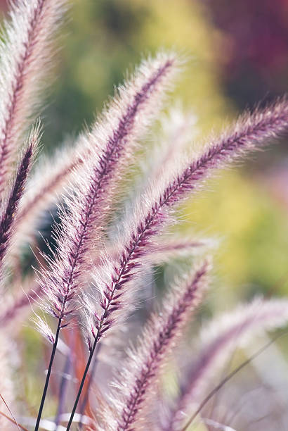 fonte ornamental grama (pennisetum setaceum predomínio "rosa cavalo hood')-iii - pennisetum - fotografias e filmes do acervo