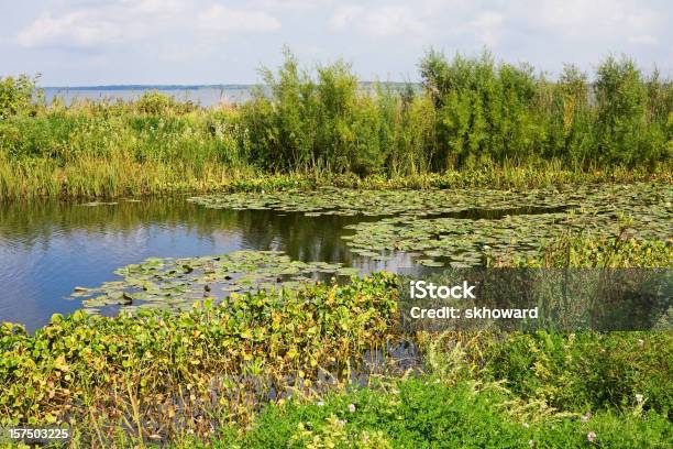 Lily Pads In Lake Stockfoto und mehr Bilder von Farbbild - Farbbild, Feuchtgebiet, Fotografie