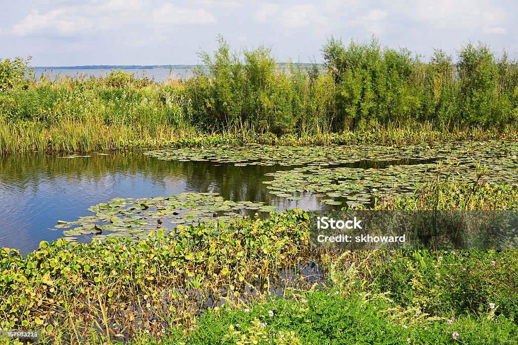 Lily protections dans le lac - Photo de Eau libre de droits