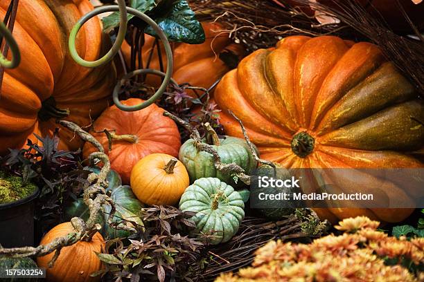 Pumpkins - Fotografie stock e altre immagini di Autunno - Autunno, Campo di zucche, Still life