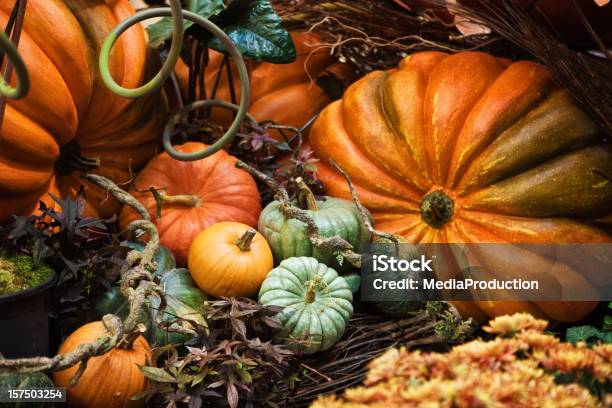 Pumpkins 가을에 대한 스톡 사진 및 기타 이미지 - 가을, 호박밭, 정물 사진