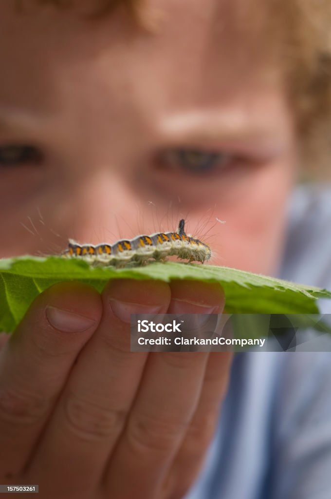 Jeune garçon tenant une chenille dans sa main. - Photo de Chenille - Larve libre de droits