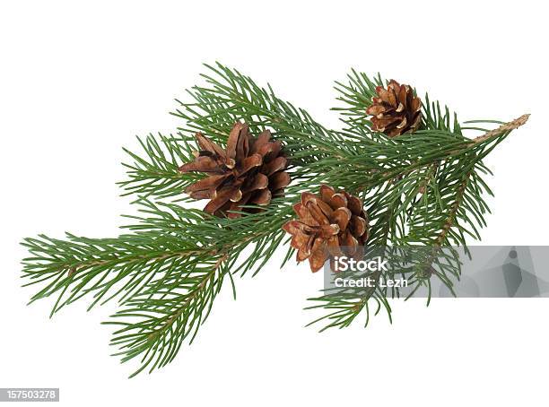 Pine Branch With Cone Stock Photo - Download Image Now - Branch - Plant Part, Pine Tree, Pine Cone