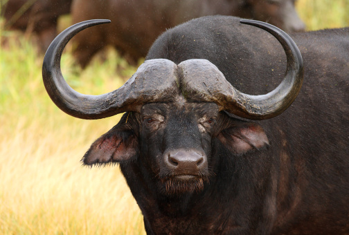 An African Buffalo (Syncerus caffer) seemingly lost in thought