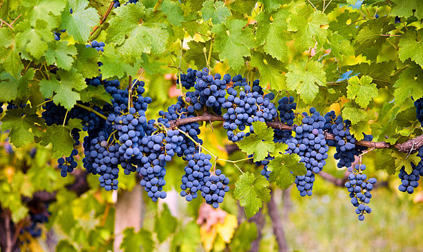 uva vermelha - pinot noir grape imagens e fotografias de stock