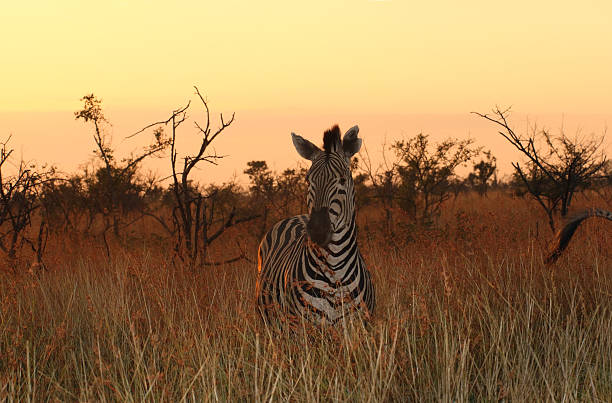 burchells zebra, 썬라이즈 백그라운드에서 - kruger national park sunrise south africa africa 뉴스 사진 이미지