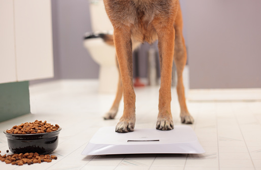 A dog standing on a bathroom scale with tempting food nearby
